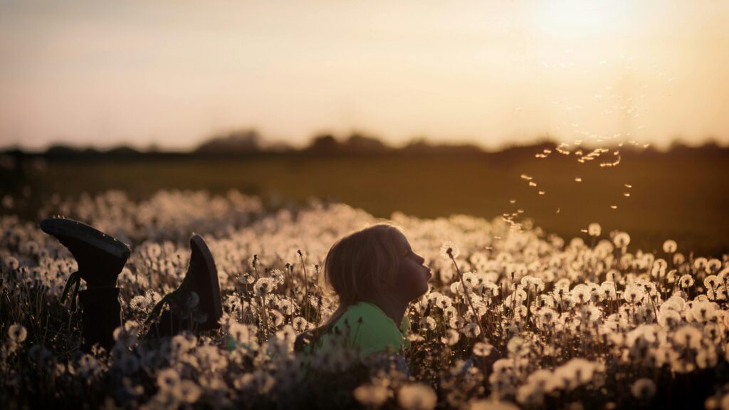 child laying in a field of flowers at sunset