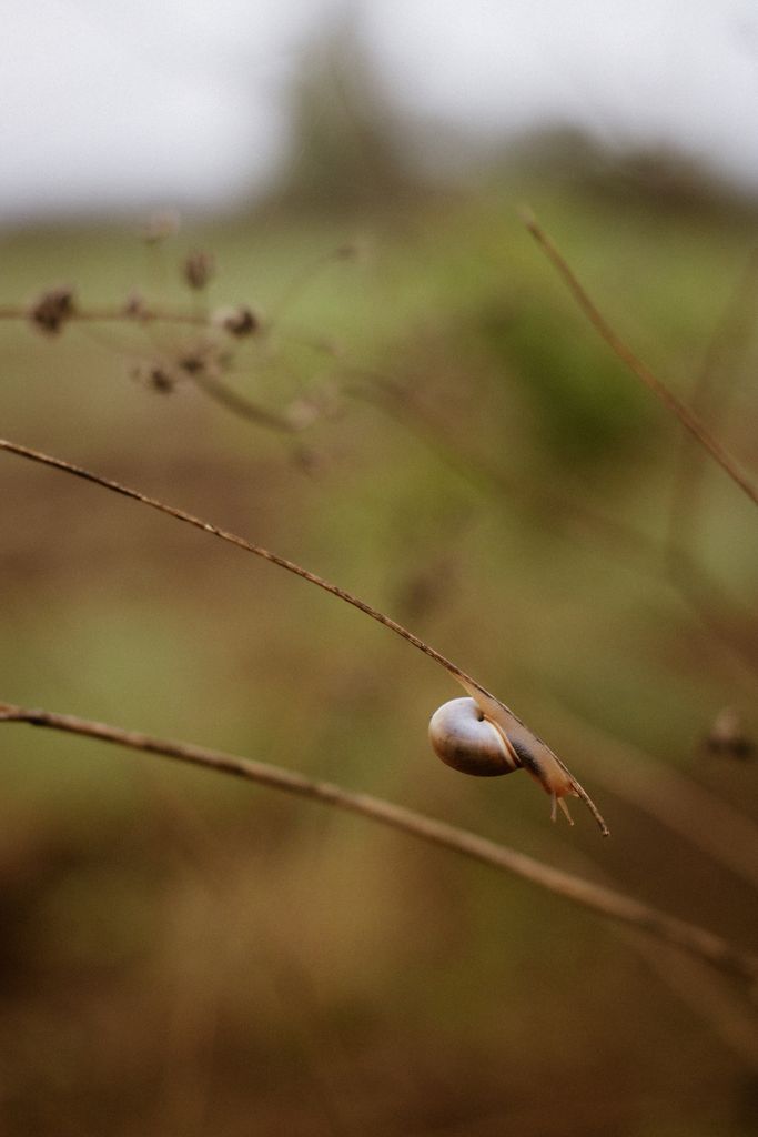A snail clings to a twig in a natural outdoor setting, highlighting earthy tones and autumn vibes.