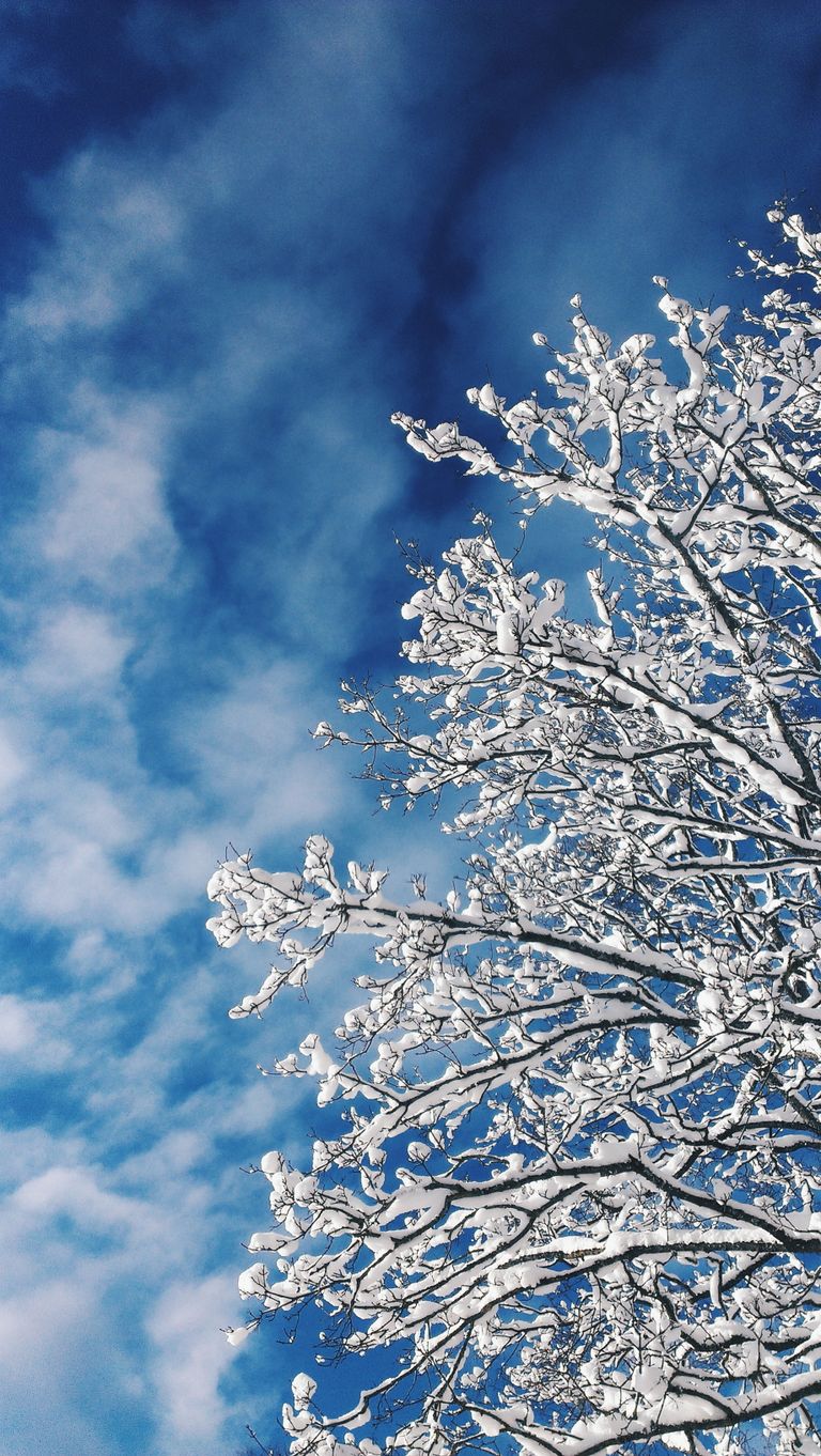 A snowy tree with icy branches set against a vibrant blue winter sky, showcasing nature's beauty.