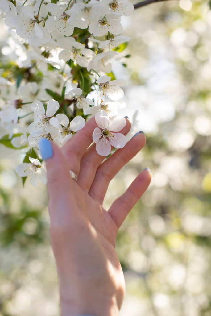 Close-up of a hand gently touching blooming white cherry blossoms in spring sunlight.
