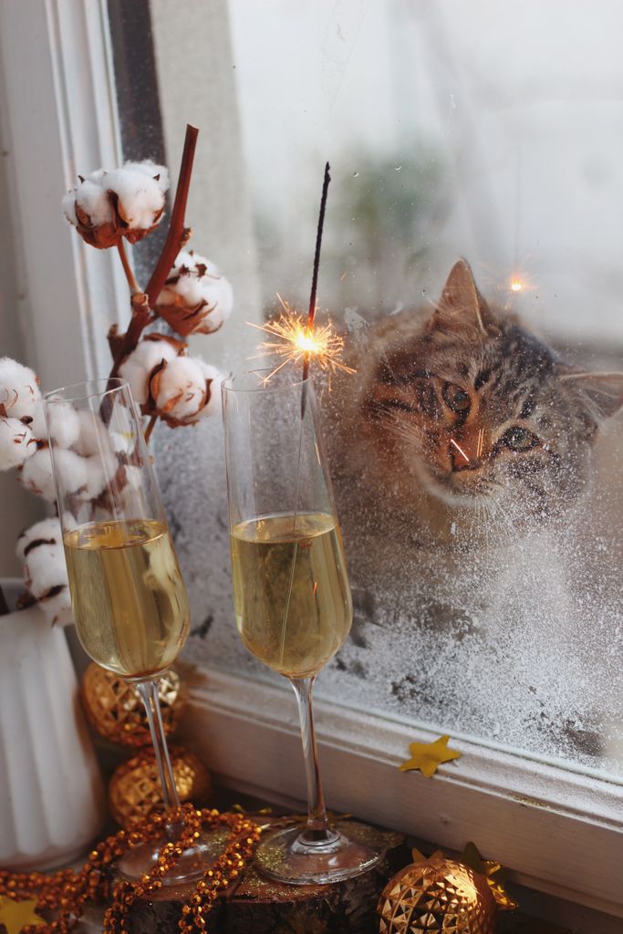 Festive indoor scene with champagne, sparklers, and a curious cat at a frost-covered window.