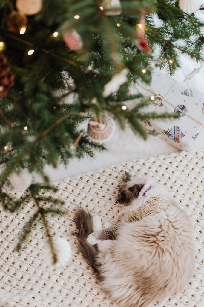 Fluffy cat peacefully sleeping on a rug beneath a beautifully decorated Christmas tree, creating a festive atmosphere.
