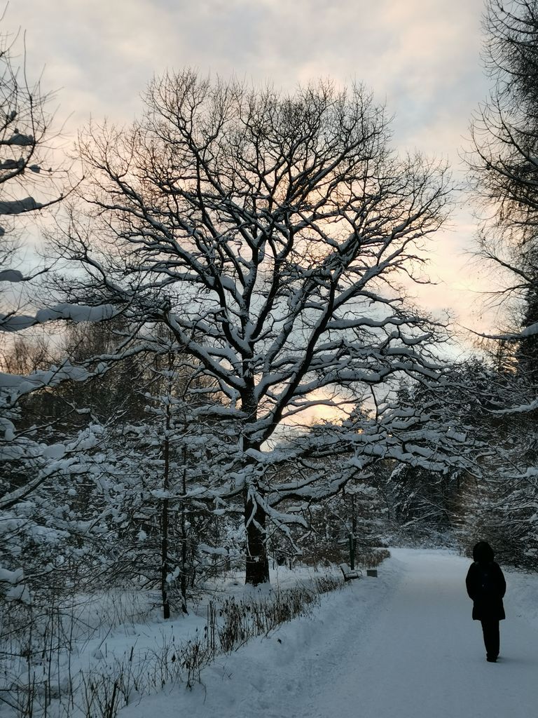 Person walking along a snowy path through a serene, snow-covered forest during winter.